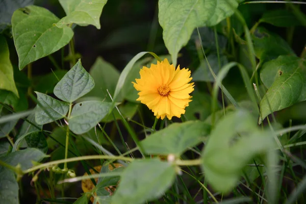 Ekinezya Sarı Paradoksu Bahçede Çiçekler — Stok fotoğraf