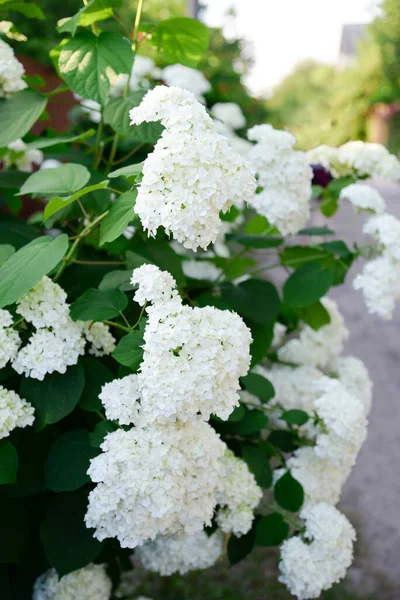 Hortensienblüten Garten — Stockfoto