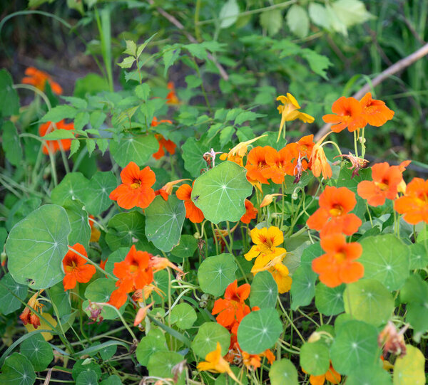 Цветущий настурций в саду
