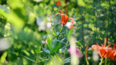 Yeşil arka planda çiçek açan zambak