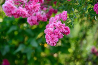 Bahçede güzel bir gül