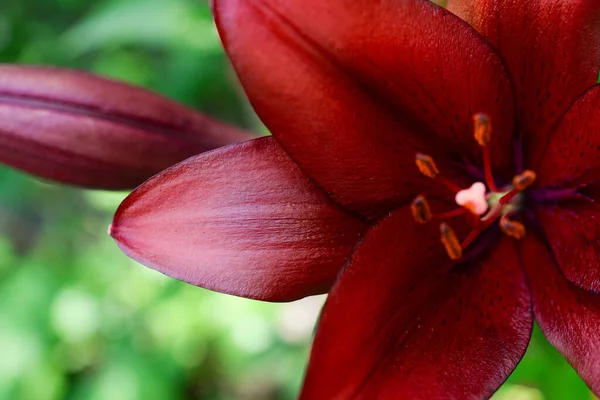 Kvetoucí Lilie Zeleném Pozadí — Stock fotografie