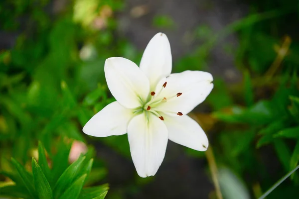 Virágzó Liliom Zöld Alapon — Stock Fotó