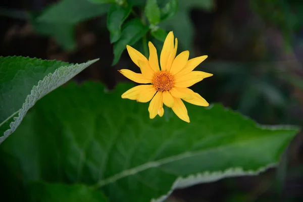 エキナセア黄色のパラドックス 庭の花 — ストック写真