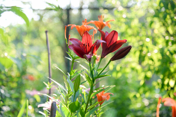 Blooming lily on a green background