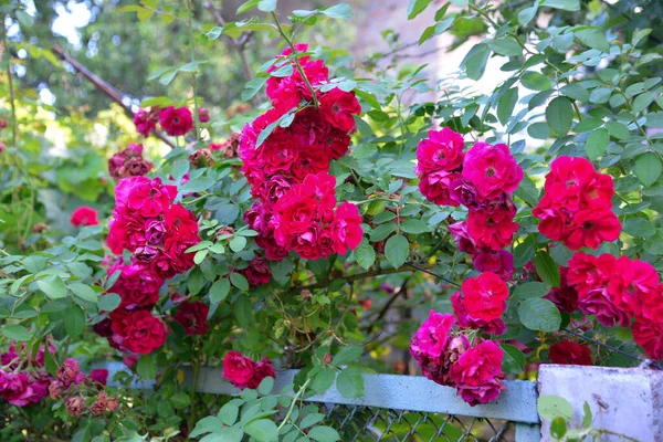 Piękna Róża Ogrodzie — Zdjęcie stockowe