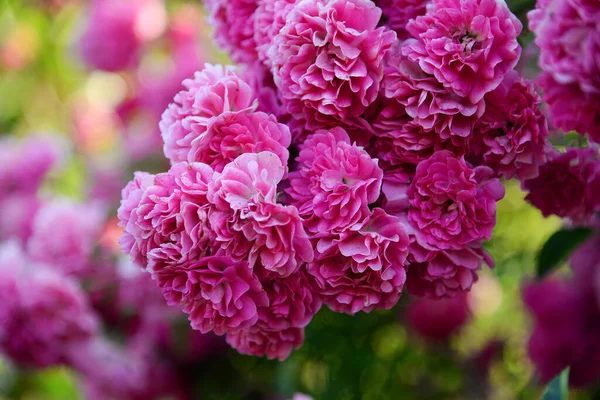 Beautiful Rose Garden — Stock Photo, Image