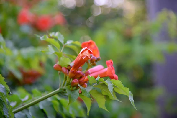 Gekweekte Bloemen Van Campsis Radicans Close — Stockfoto