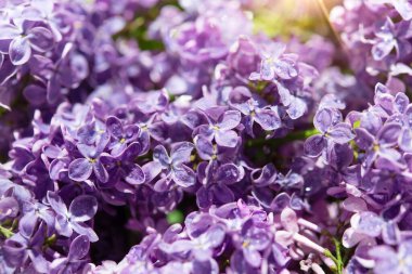 Çiy damlalarında açan leylak çalısı, bahar çiçekli arka plan