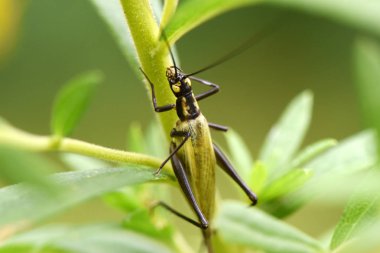 Bir bitki sapına tutunan siyah ve sarı bir böcek.
