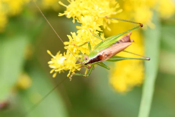 Una Cavalletta Con Zampe Verdi Corpo Marrone Pende Fiore Giallo — Foto Stock