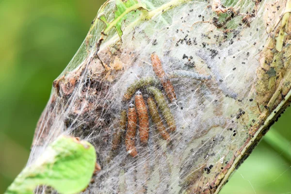 Parecchi Bruchi Tenda Verdi Marroni Che Nidificano Una Pianta — Foto Stock