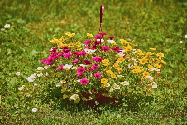 Fleurs Pétunia Dans Jardin — Photo
