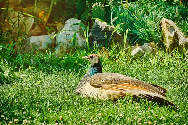 Pavone Riposa Sull Erba Verde — Foto Stock