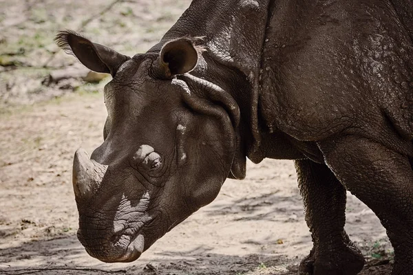 Décryptages Portrait Rhinocéros Noir Diceros Bicornis — Photo