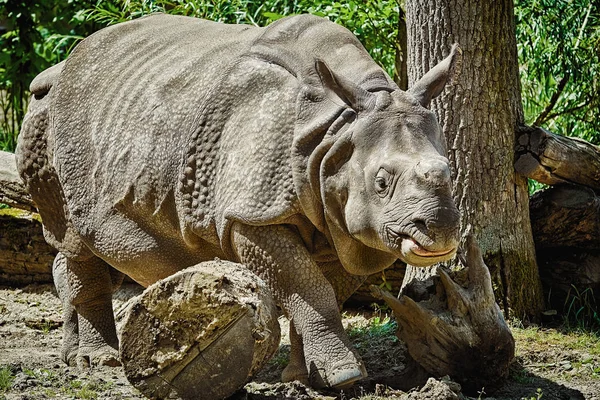 Nashorn Diceros Bicornis Nashorn Familie Zählt Den Größten Verbleibenden Megafauna — Stockfoto