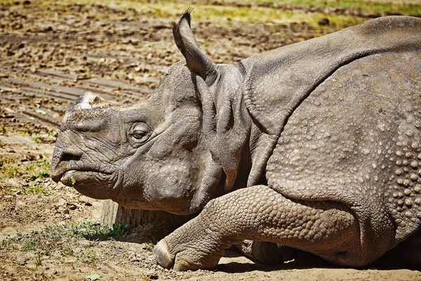 Close Portret Van Zwarte Neushoorn Diceros Bicornis — Stockfoto