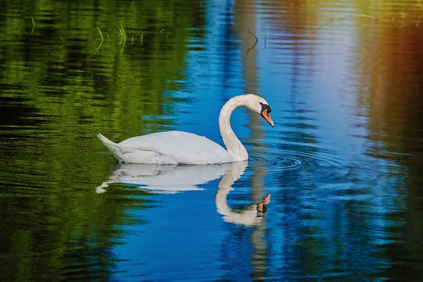 Aglona ラトビアの湖の白鳥 — ストック写真