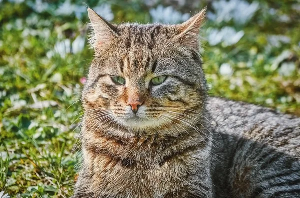 Kat Het Gazon Onder Witte Bloemen — Stockfoto