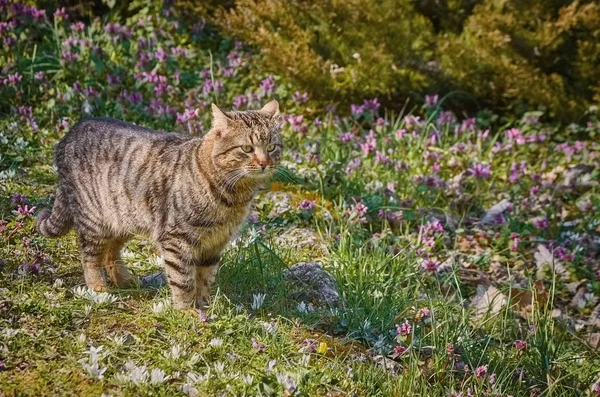 Kot Trawniku Wśród Białych Kwiatów — Zdjęcie stockowe