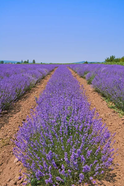 Lavendel Veld Bulgarije — Stockfoto