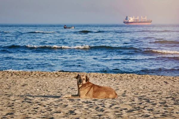 黒海の海岸に野良犬します — ストック写真