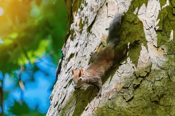 Squirrel Comes Trunk Old Platan — Stock Photo, Image