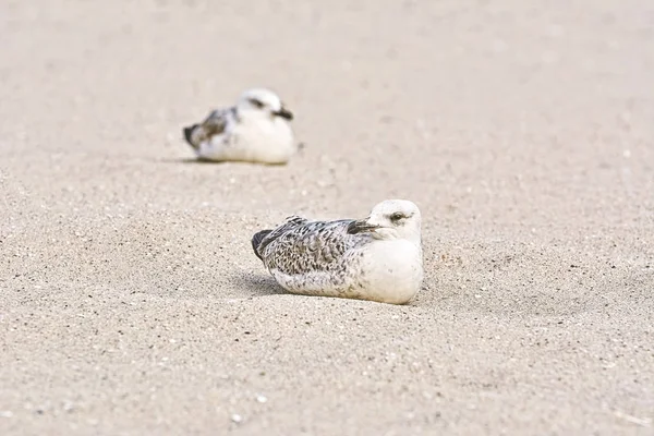 Gulls Birdlings Descansando Arena — Foto de Stock