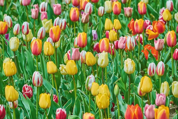 Tulipány Květiny Různých Barev Zahradě — Stock fotografie