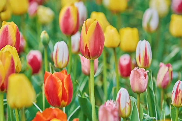 Tulipány Květiny Různých Barev Zahradě — Stock fotografie