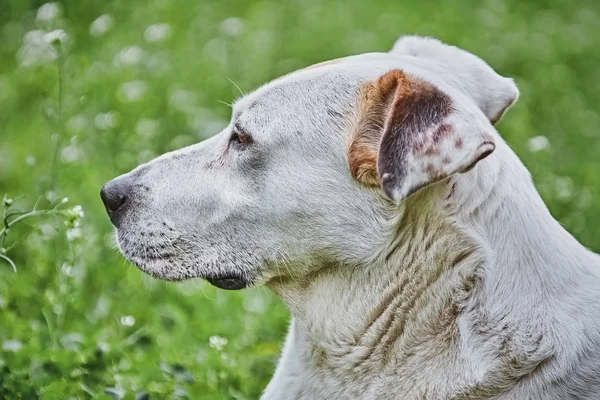 Detailní Záběr Portrét Psa Proti Zelené Pozadí — Stock fotografie