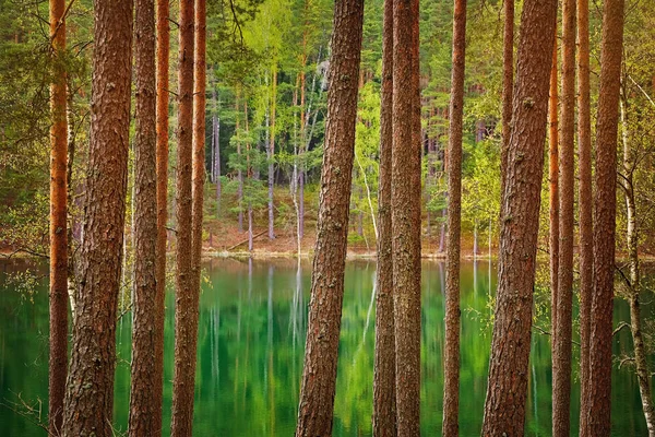 Malé Jezero Lese Destinaci Aglona Okres Lotyšsko — Stock fotografie