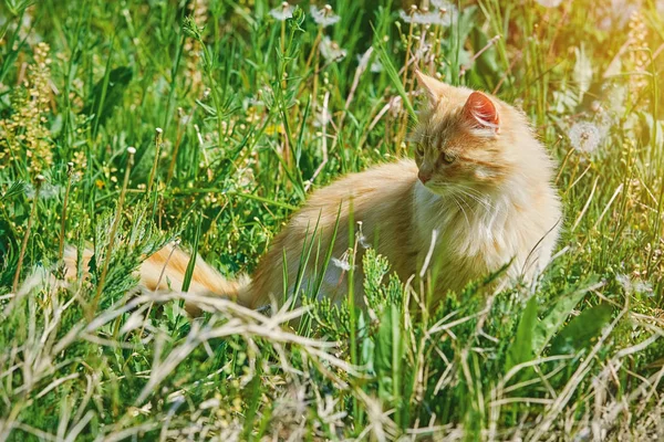 长毛猫座位在绿色的草地 — 图库照片