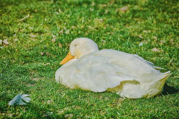 Beyaz Kaz Çim Üzerinde Uyuyor — Stok fotoğraf