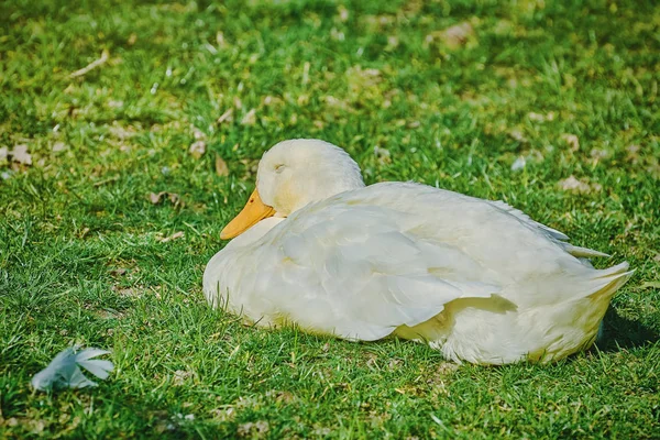 Ganso Blanco Durmiendo Hierba — Foto de Stock