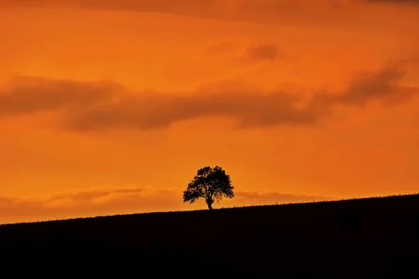 Silhouette Eines Baumes Hang — Stockfoto