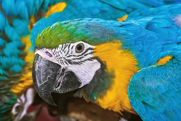 Portrait of the Macaw Parrot with Blue Plumage