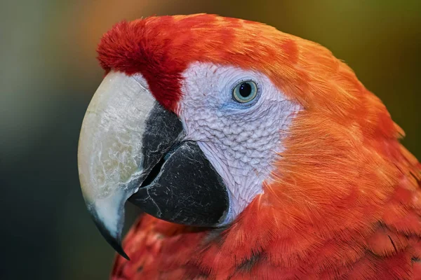 Portrait Macaw Parrot Yellow Background — Stock Photo, Image