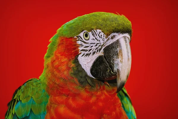 Portrait Macaw Parrot Red Background — Stock Photo, Image