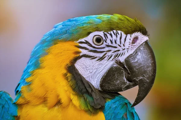 Portrait Macaw Parrot Yellow Background — Stock Photo, Image