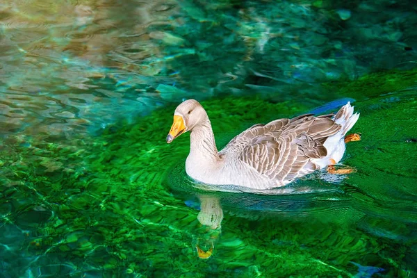 Grey Goose Κολύμπι Στη Λίμνη — Φωτογραφία Αρχείου