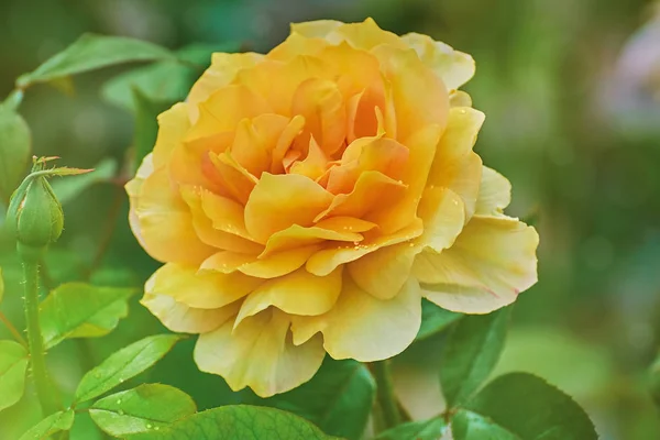 Gelbe Rose Blume Über Dem Grünen Hintergrund — Stockfoto