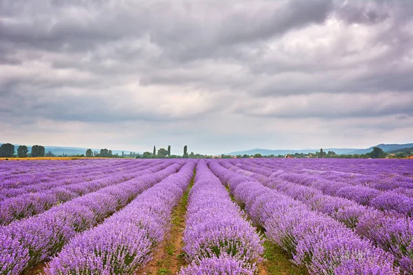 Lavendel Veld Bulgarije Onder Bewolkte Hemel — Stockfoto