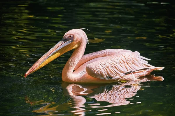 Pelicano Superfície Água Lagoa — Fotografia de Stock