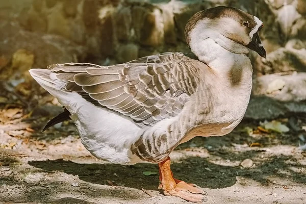 Grey Goose Standing on the Sand