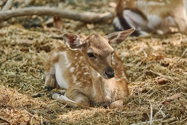 Junges Fleckenhirsch Liegt Auf Dem Boden — Stockfoto