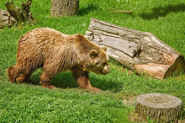 Bruine Beer Wandelingen Het Gazon — Stockfoto