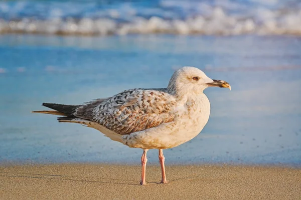 Yavru Black Sea Shore Avrupa ringa martı