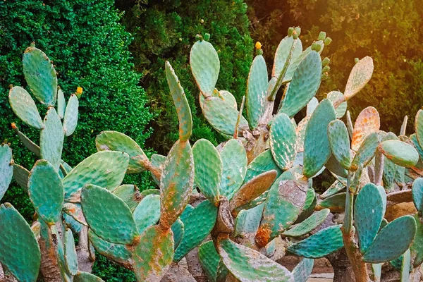 Cactus Opuntia Ficus Indica Domesticated Crop Plant — Stock Photo, Image