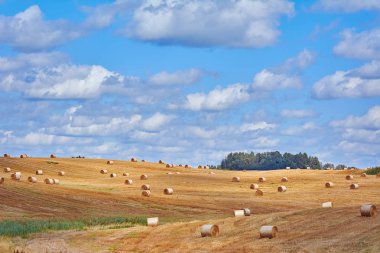 Litvanya 'da bir sürü saman yığını var.